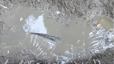 Lượm mấy con cá lóc cạn | catch fish in Vietnam countryside