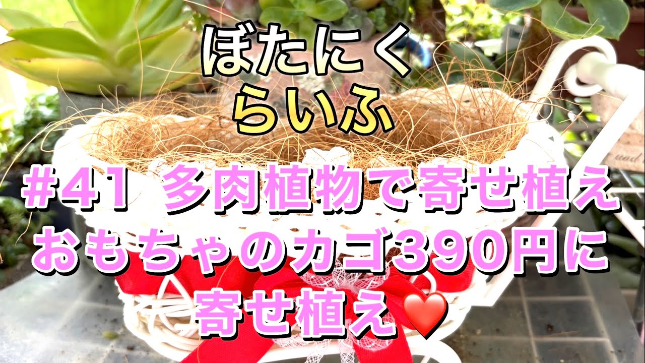 41 多肉植物で寄せ植え！おもちゃのカゴ390円に寄せ植え❤️ - YouTube