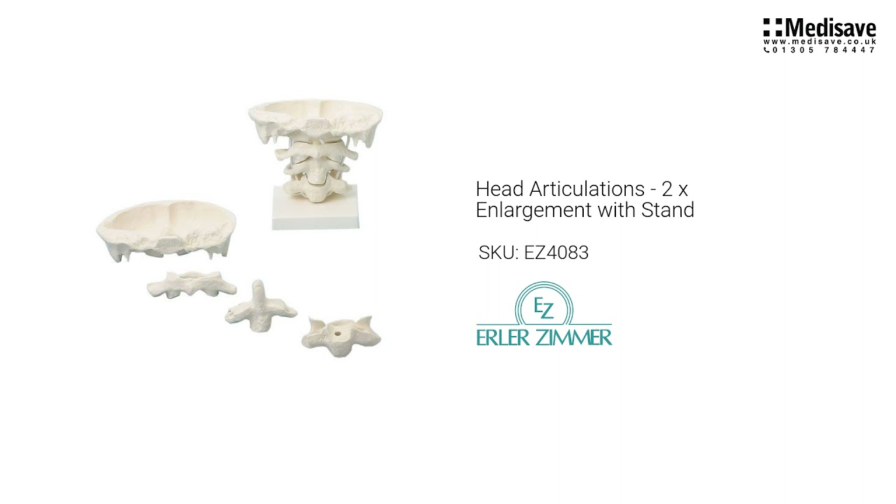 Head Articulations 2 x Enlargement with Stand EZ4083 YouTube