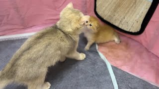 Cute sister cat meets baby kittens to play together by BoBo & BunBun 618 views 1 year ago 5 minutes, 46 seconds