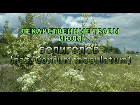 Video: Sibirski hogweed: korist ali škoda