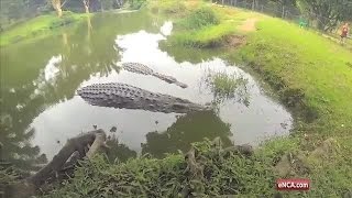 Meet Henry - the oldest known Nile Crocodile in captivity