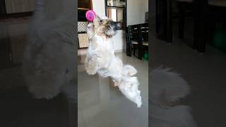 Noah in Action   #shihtzu #puppy #cute #funny  #slowmotion #action #macro #jumping #compilation❤
