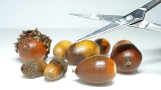 Chestnuts in Japan have these pests