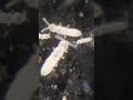 Springtails Magnified