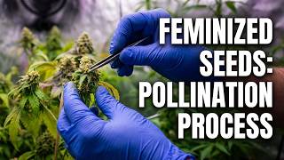 Making Feminized Seeds pt.2 | Pollination Process w/ Chad Westport : Spider Farmer GGS Pro