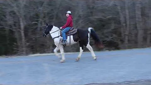 Roy At McNatt Farms 15.1, 9 year old Spotted Trail...