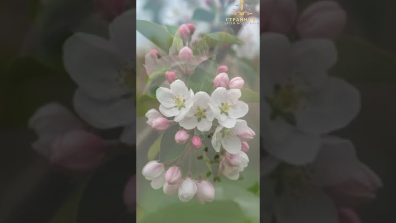 КАКАЯ КРАСИВАЯ ВЕСНА. СОСКУЧИЛИСЬ?