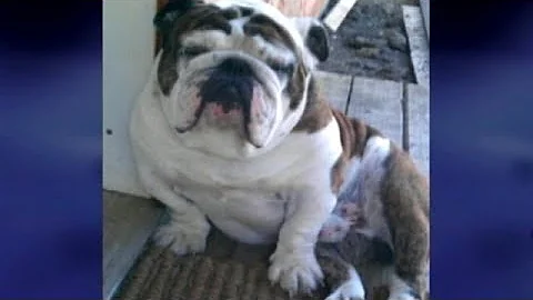 New Oakland Crime Stealing Your Dog For Ransom: Ta...