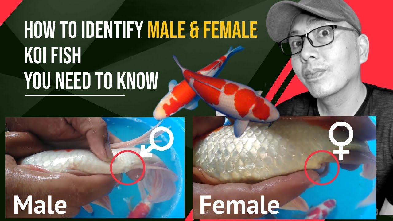 how to identify male and female koi fish you need to know - YouTube