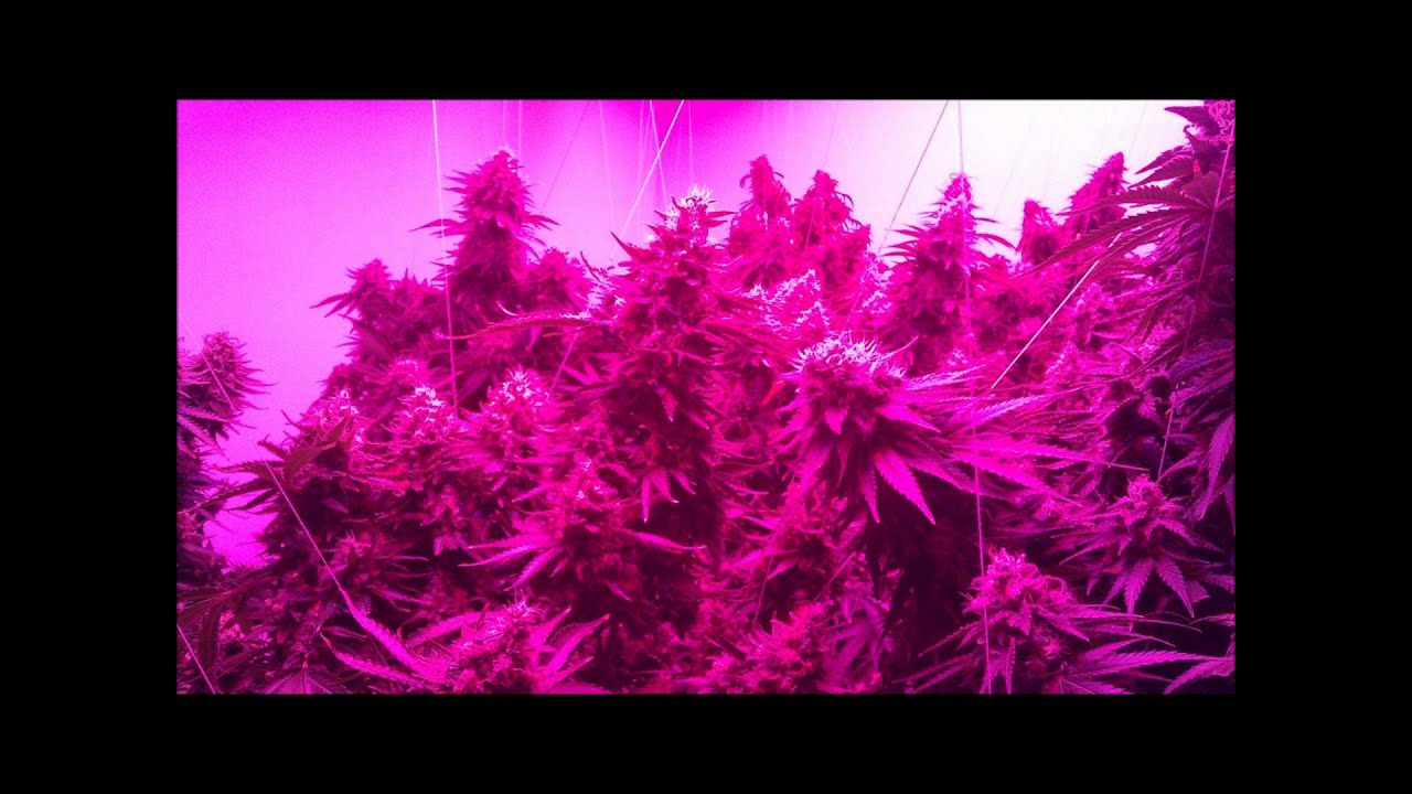SG1250 Grow