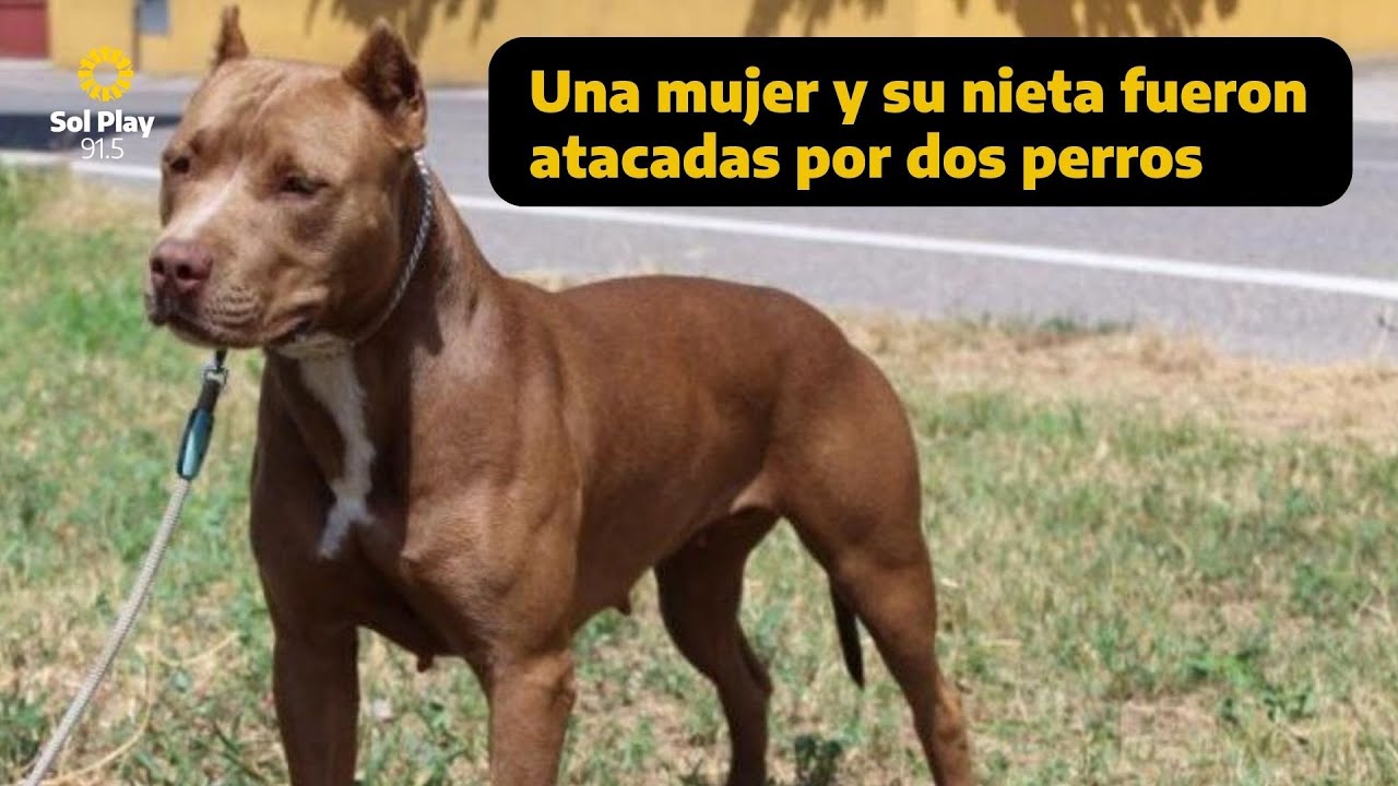 Como separar a dos perros peleando