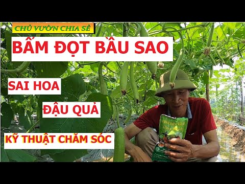 Video Cách Bấm Đọt Bầu Sao,Cho Nhiều Nhánh,Kéo Dài Lứa và Bí... - youtube