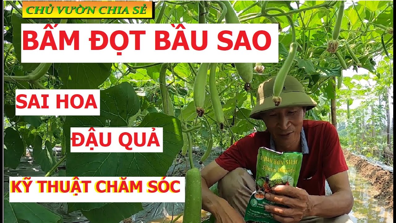 Cách Bấm Đọt Bầu Sao,Cho Nhiều Nhánh,Kéo Dài Lứa và Bí Quyết Chăm Sóc