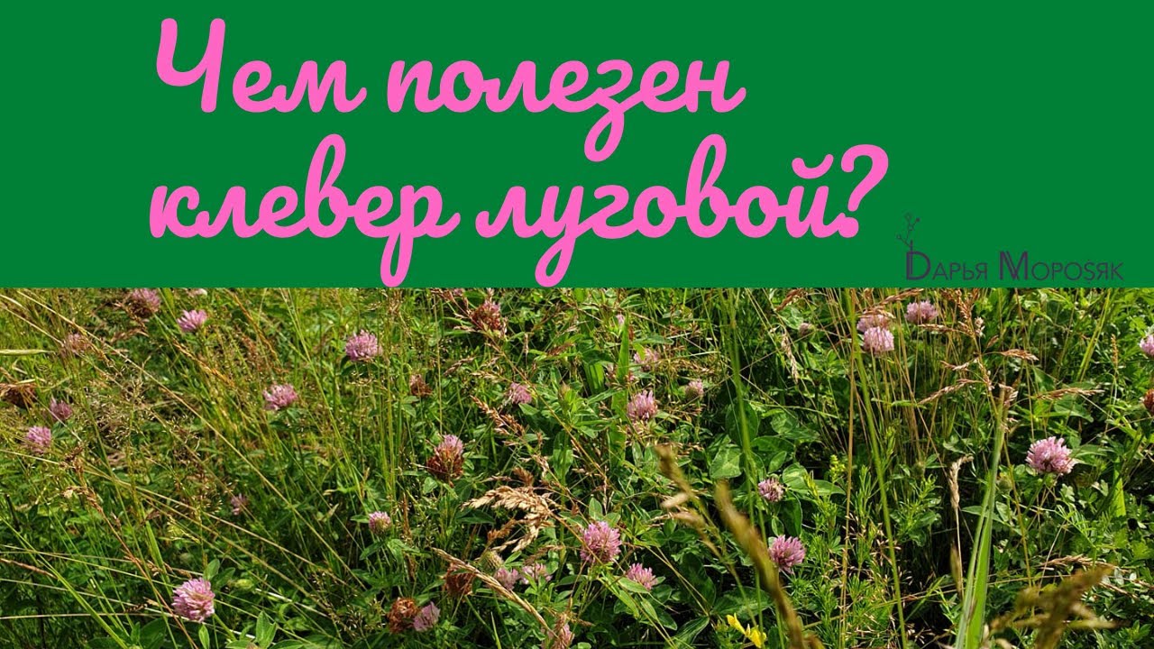 Клевер луговой польза. Красный Клевер NSP. Минусы клевера Лугового. Заячий Клевер полезные свойства. Клевер целебные свойства.