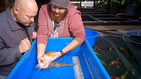 How to select Ochiba Koi - 2/2