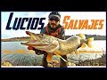 Pesca de LUCIOS SALVAJES ¡Amenaza LLUVIA y TORMENTA! | www.bofishing.es