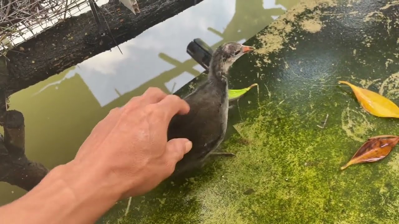 trích ré la 2 mùa tập lụp anh em cần mình giao lưu #THAI HAO TV