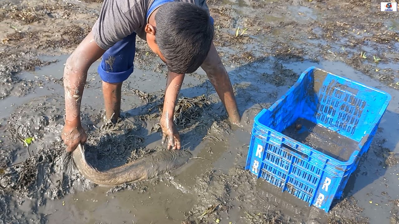 New Hand Fishing 2022. Amazing Boy Catching Big Catfish By Hand in Muddy Water From Dry Pond