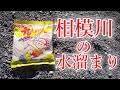 【川釣り】相模川の水溜まりでのんびり醤油の話【小物釣り】