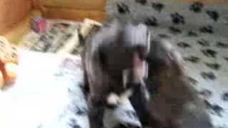 Irish Wolfhounds fighting