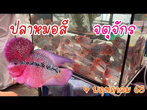 Zing’s Day I ปลาหมอสีตลาดจตุจักร 4 พฤษภาคม 65