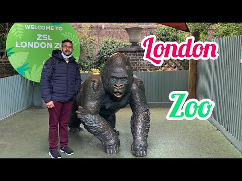 Video: ZSL London Zoo Har Deres årlige Dyrevejning