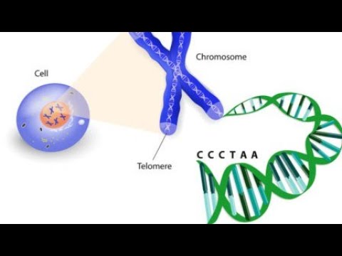 هل التيلوميرات مفتاح الشيخوخة والوقاية من السرطان؟