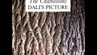 Watch Chameleons Dalis Picture video