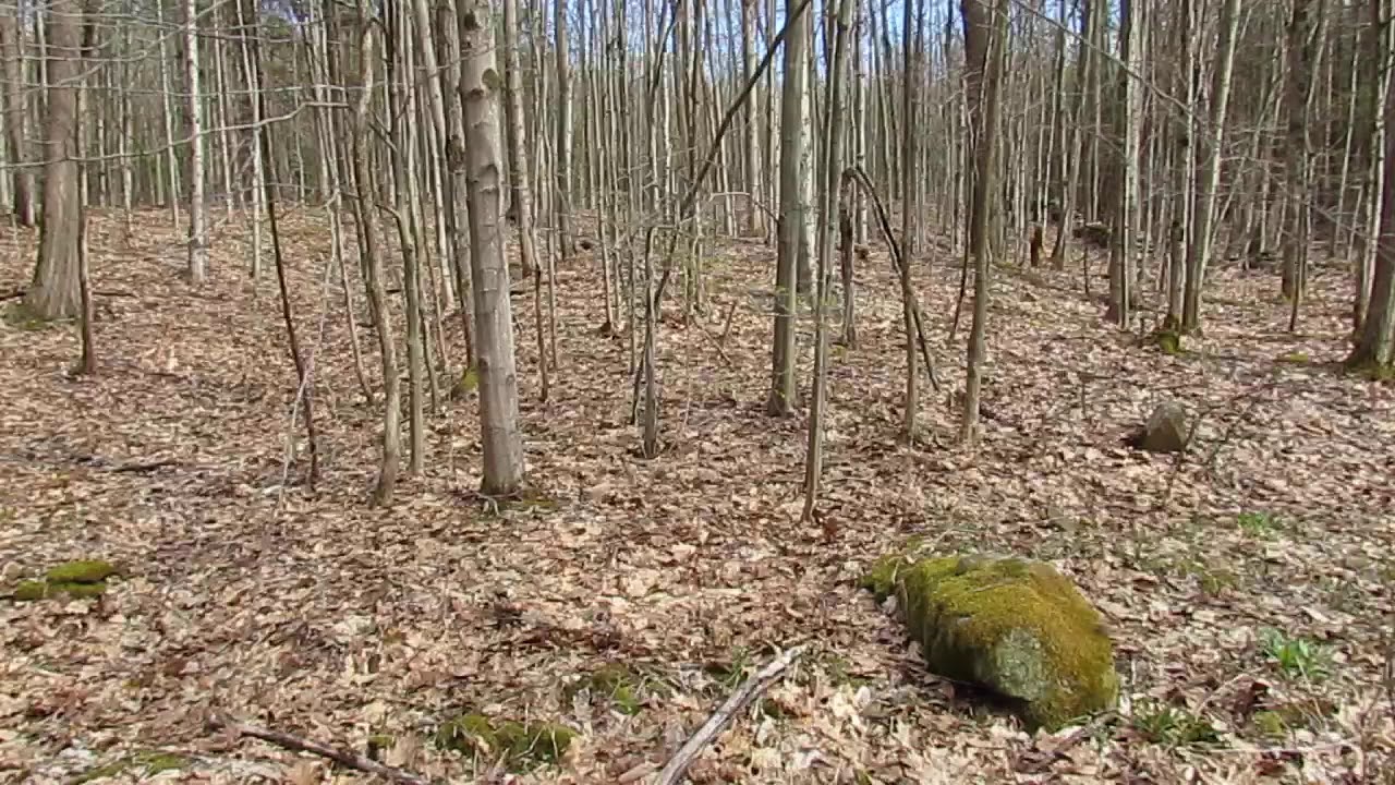 Black Flies in the Adirondack foothills YouTube
