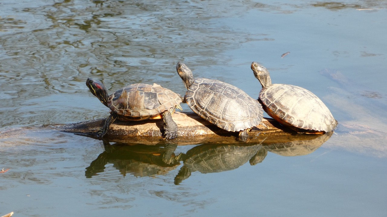 Fotovlog : 1.175 Zagreb 9.3.2026.