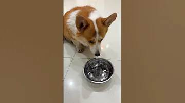 Cute Puppies Super Funny Corgi Shorts 2025 