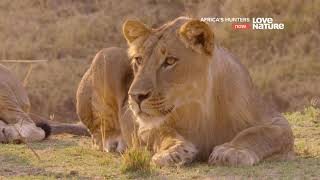 Африканские охотники / Africa's Hunters : Короли Нсефу 3 серия