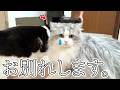 あまりにも不調でお別れを決断したら、悲しむ猫の行動が人間みたいで切なすぎた…涙
