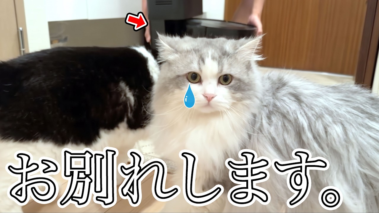 あまりにも不調でお別れを決断したら、悲しむ猫の行動が人間みたいで切なすぎた…涙