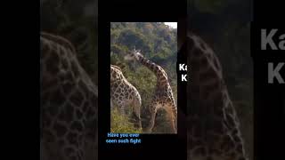 two Giraffes fighting animal Planet
