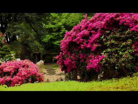 Video: Japonská Záhrada (3. časť)