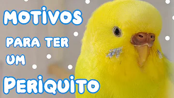 Como ter um periquito?
