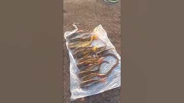 Câu cá út ở Tam Thôn Hiệp - Cần Giờ #cauca