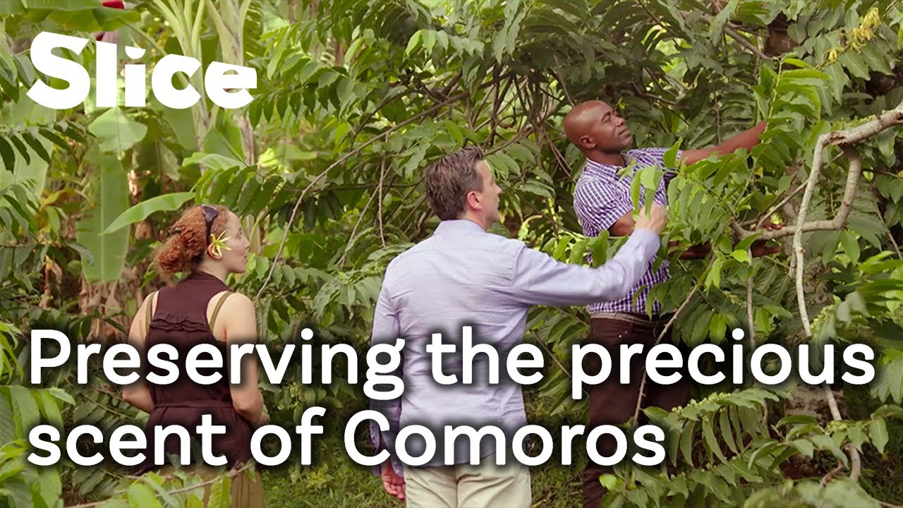 Perfumer’s dream: saving the highly demanded ylang-ylang | SLICE