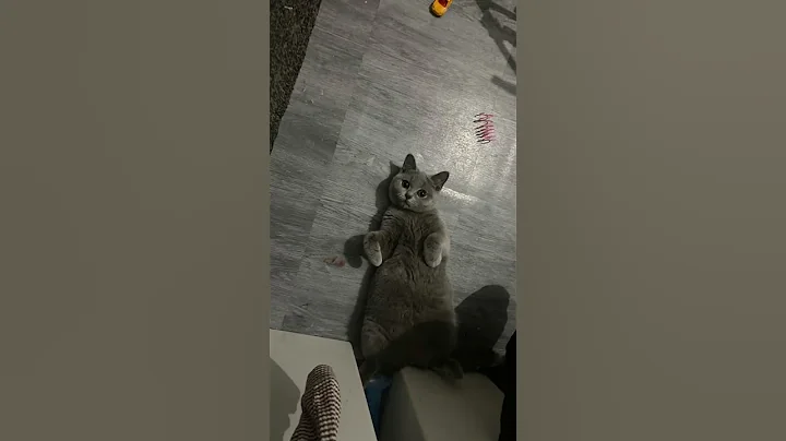 Video 7891781: britishshorthair funny pets catlover, britishshorthair funny pets kitten, britishshorthair pets funny cats