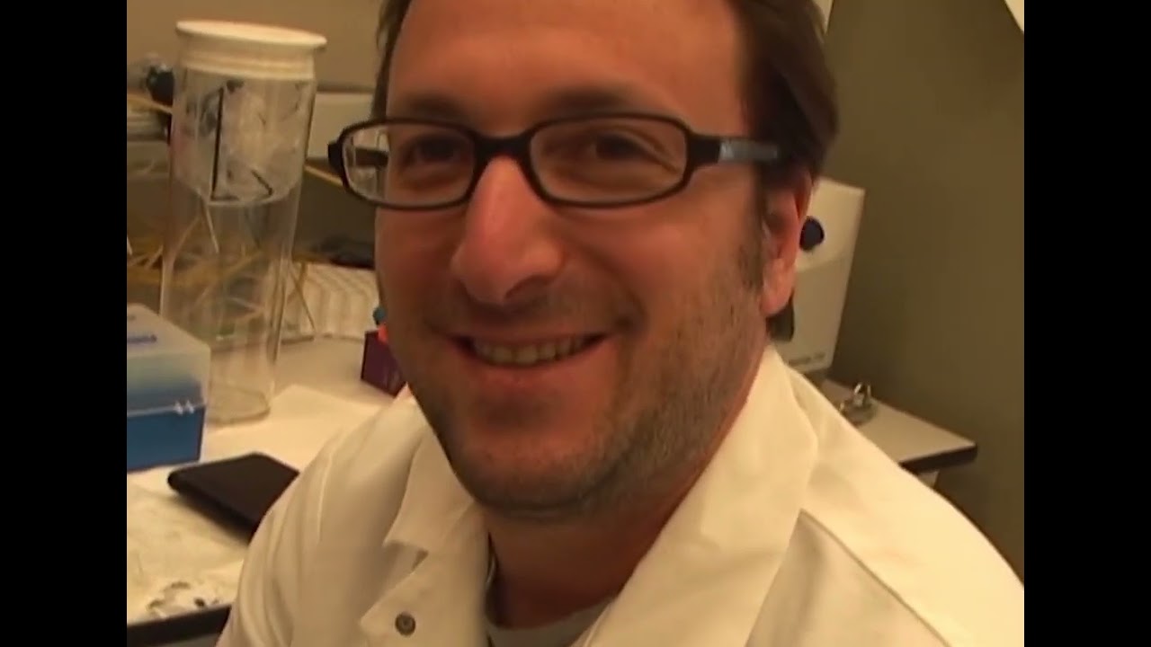 Боряна Росса Snowflake ( Снежинка ) 2018