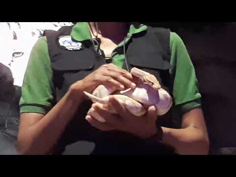 Ball Python | Night Safari Singapore