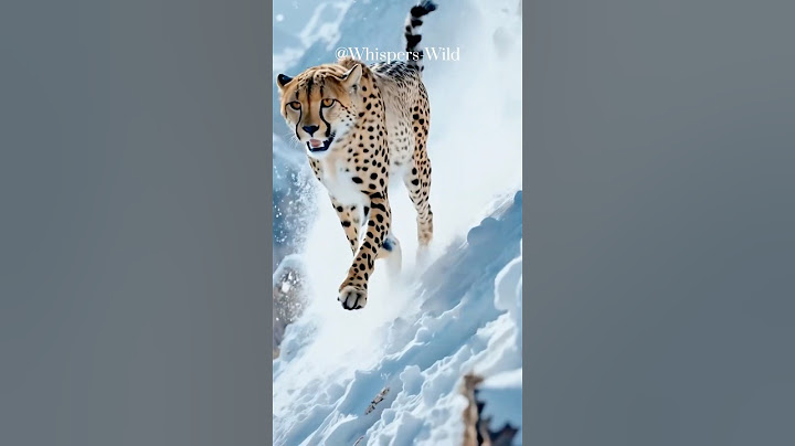 Trapped Under Snow: A Leopard’s Miraculous Rescue #animalrescue #polarrescue #leopard #humanity