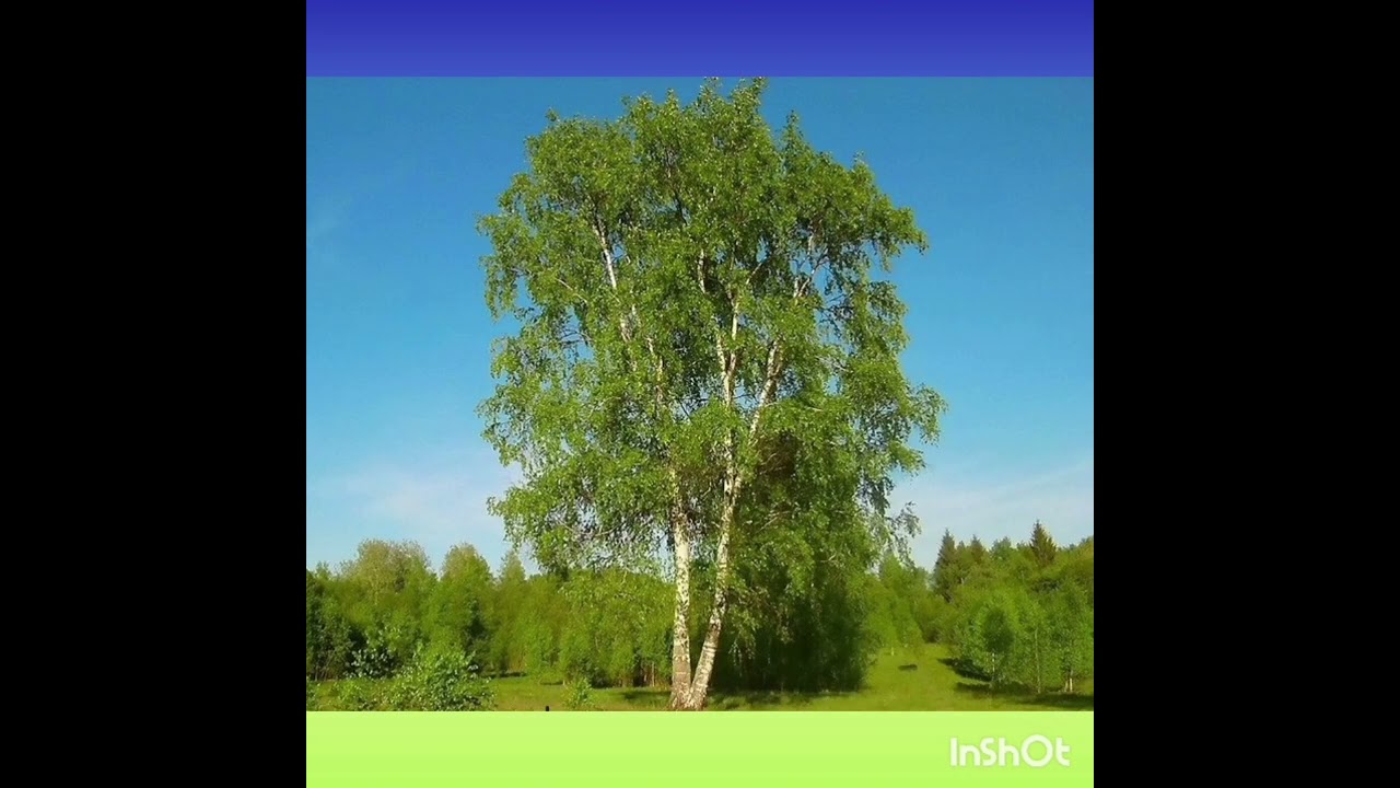 Генсіцька І.А. Розвиток мовлення. Тема: Дерева та кущі.(середня група)