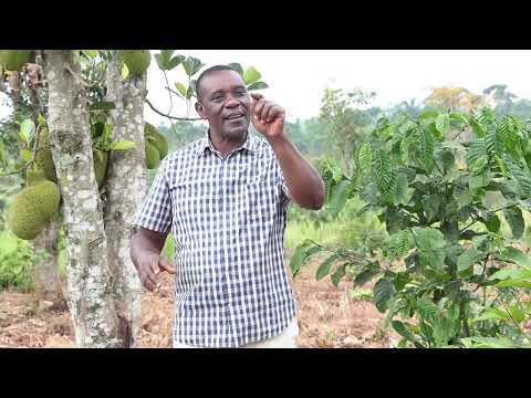 Coffe growing: Realities vs Expectations 