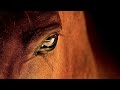 Клип конный спорт(sweet dreams(remix))