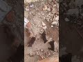 so cute 🥰 dog 🐶 #viral #love #youtubeshorts 🥰