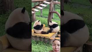 #panda #giaitri #puppy #music #pets #thugian #goldenretriever #flowers #funny #cute #love