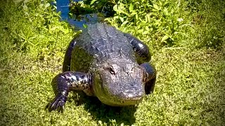Curious Alligator Gets A Closer Look